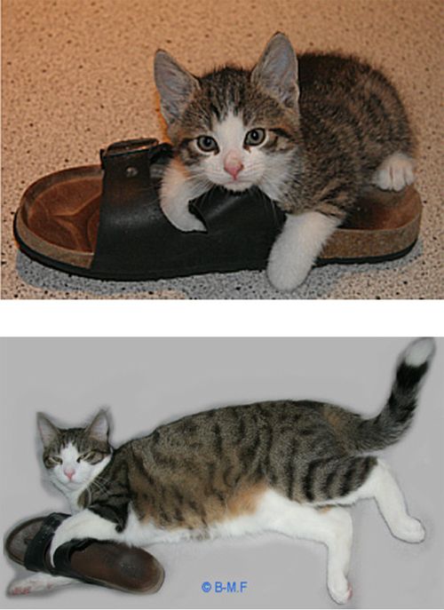 The Story of Two Cats Growing (15 pics) The Story of Two Cats Growing (15 pics)