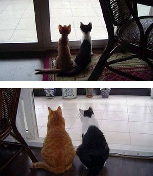 The Story of Two Cats Growing (15 pics)