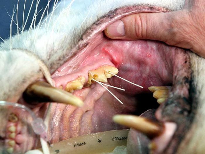 Tiger and Lion Dentistry (14 pics)