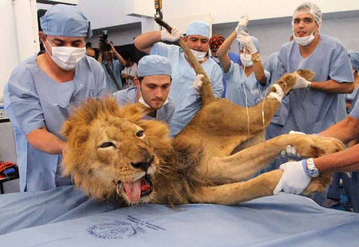 Tiger and Lion Dentistry (14 pics)