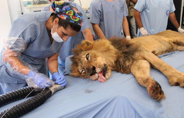 Tiger and Lion Dentistry (14 pics)