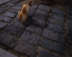 Things Falling in Slow Motion (8 gifs)