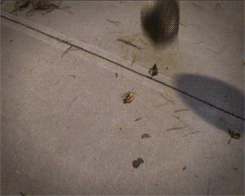Things Falling in Slow Motion (8 gifs)