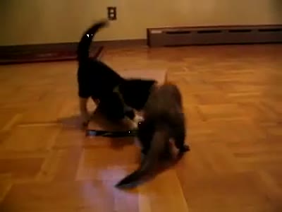 Acid Videos