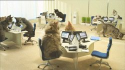 Great Cat GIF Animation (8 gifs)