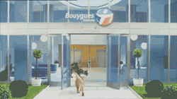 Great Cat GIF Animation (8 gifs)