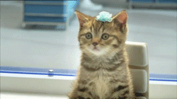 Great Cat GIF Animation (8 gifs)