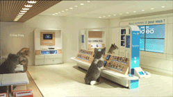 Great Cat GIF Animation (8 gifs)