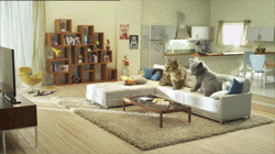 Great Cat GIF Animation (8 gifs)