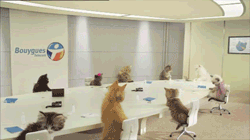 Great Cat GIF Animation (8 gifs)