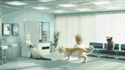 Great Cat GIF Animation (8 gifs)