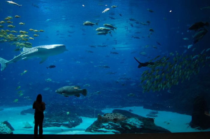 Incredible World’s Largest Aquarium in Atlanta (25 pics)