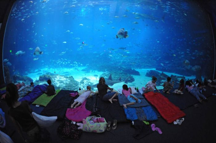 Incredible World’s Largest Aquarium in Atlanta (25 pics)