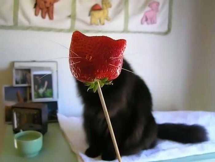 Acid Picdump (83 pics)