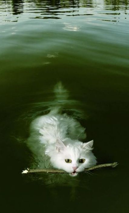 Acid Picdump (83 pics)