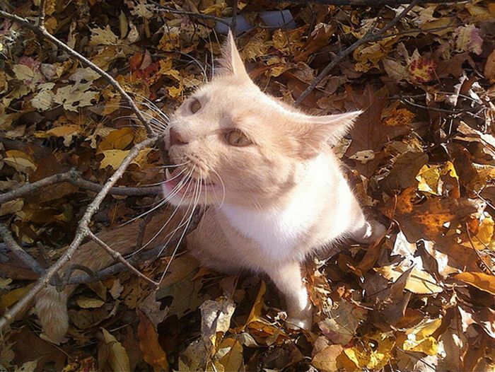 Cats Love Fall (20 pics)