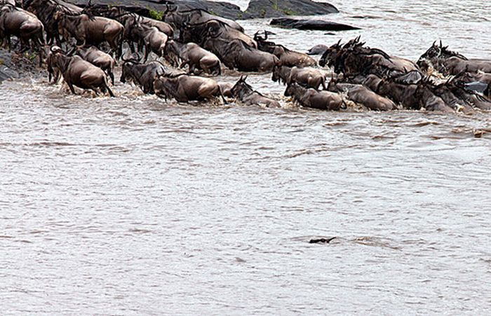 Antelope Saved by a Hippo (17 pics)