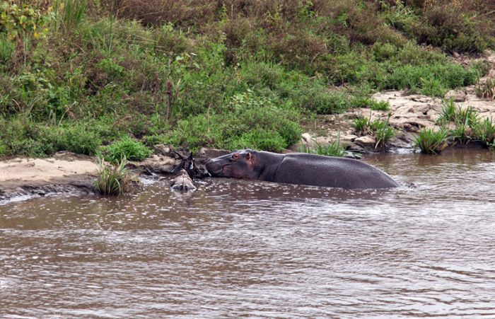 Antelope Saved by a Hippo (17 pics)