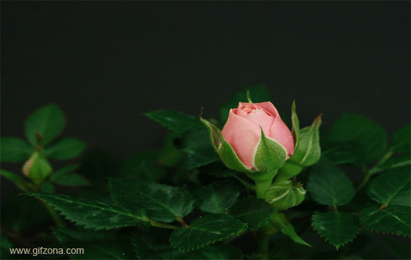 Beautiful GIF Animation of  Animals and Plants (33 gifs)