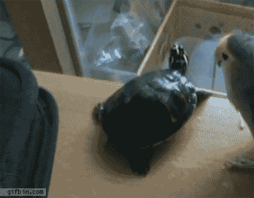 Beautiful GIF Animation of  Animals and Plants (33 gifs)