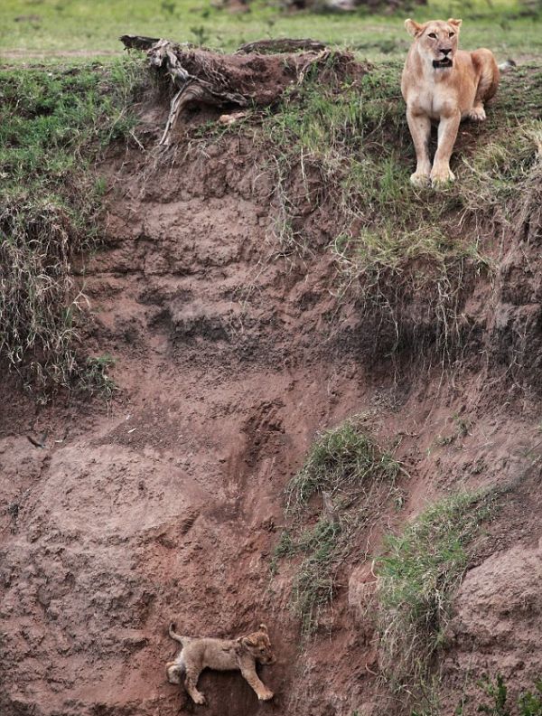 Lion Cub Saved by Lioness (5 pics)