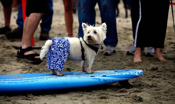 Surfing Dogs. Part 2 (17 pics)