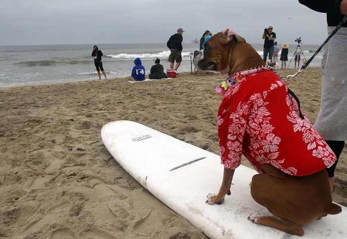 Surfing Dogs. Part 2 (17 pics)