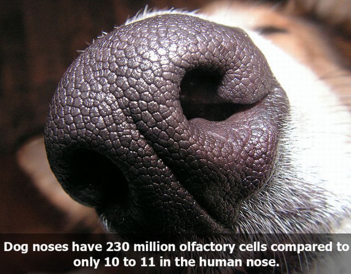 Facts About Smelling (10 pics)
