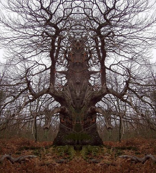 Creepy Trees (30 pics)