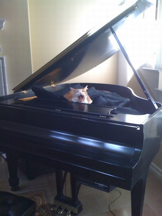 Acid Picdump (88 pics)