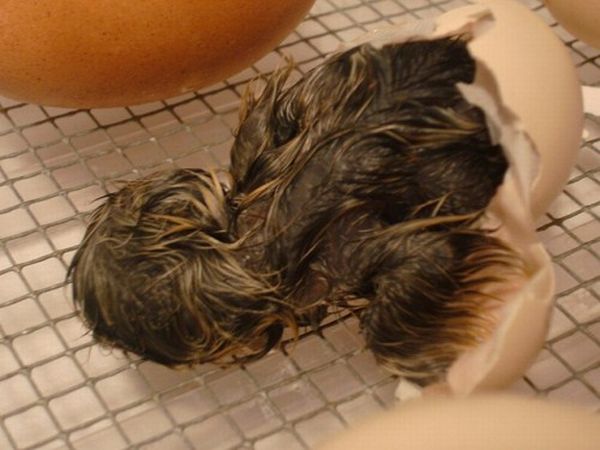 How an Egg Became a Chicken (7 pics)