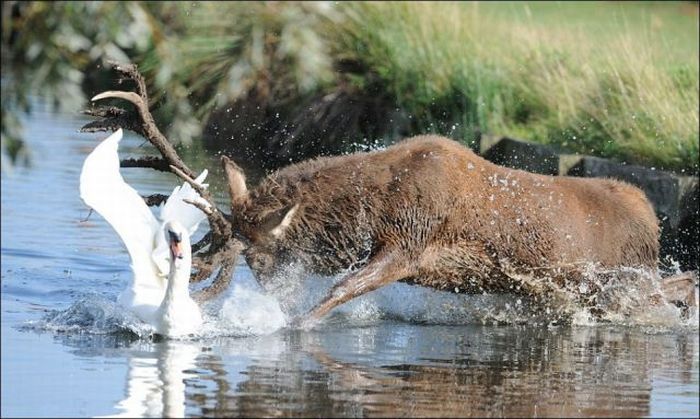 Deer vs Swan Fight (5 pics)