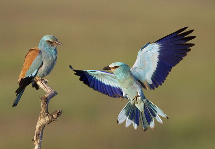 Beautiful Photographs of Birds by Markus Varesvuo (22 pics)