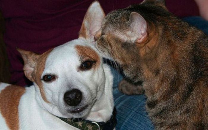 Pets are Whispering (16 pics)