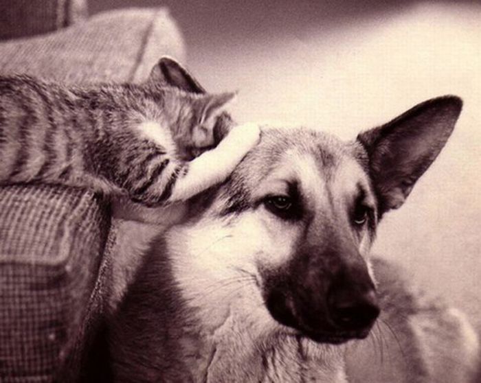 Pets are Whispering (16 pics)