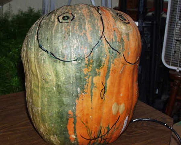 Adult Pumpkin (9 pics)