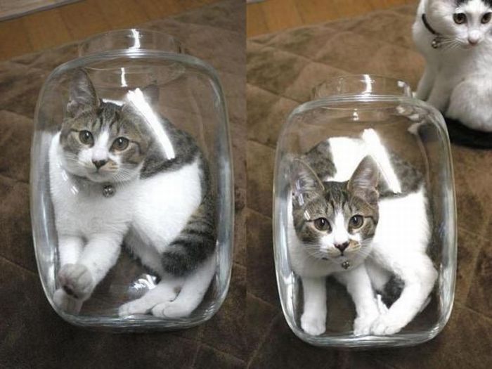 Two Cats One Jar (4 pics)