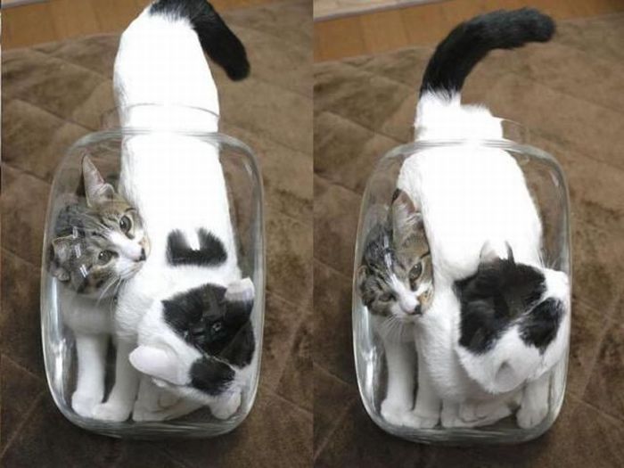 Two Cats One Jar (4 pics)