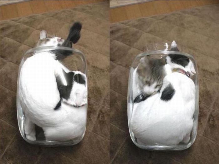 Two Cats One Jar (4 pics)