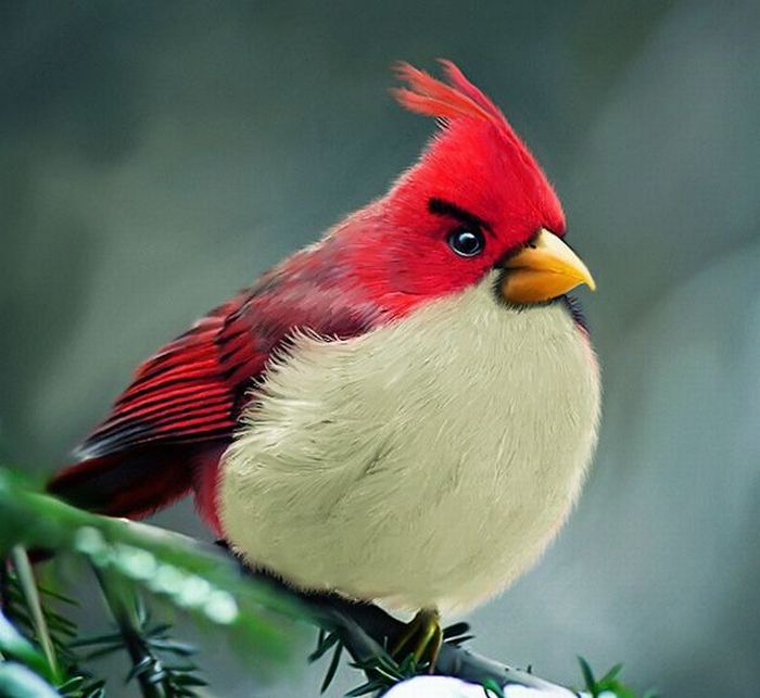 Real Life Angry Birds (7 pics)
