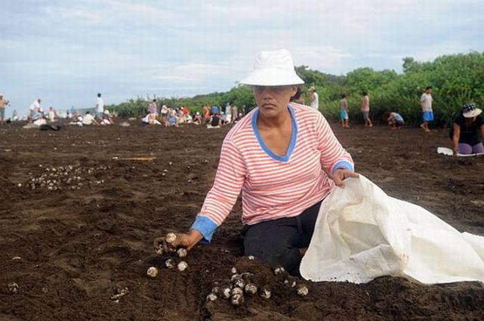 Collecting Sea Turtle Eggs in Costa Rica (12 pics)