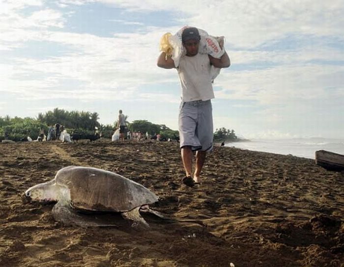 Collecting Sea Turtle Eggs in Costa Rica (12 pics)