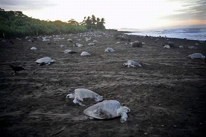 Collecting Sea Turtle Eggs in Costa Rica (12 pics)