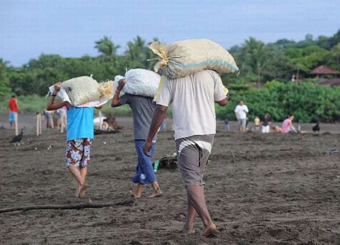 Collecting Sea Turtle Eggs in Costa Rica (12 pics)