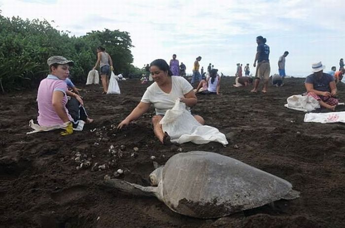 Collecting Sea Turtle Eggs in Costa Rica (12 pics)