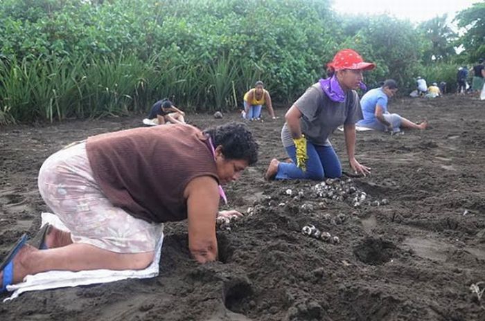 Collecting Sea Turtle Eggs in Costa Rica (12 pics)