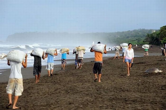 Collecting Sea Turtle Eggs in Costa Rica (12 pics)