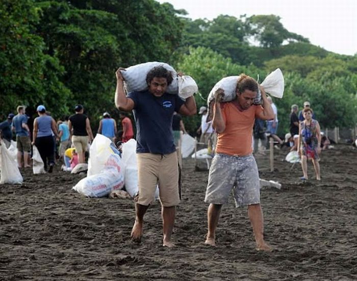 Collecting Sea Turtle Eggs in Costa Rica (12 pics)