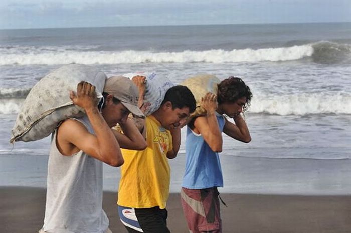 Collecting Sea Turtle Eggs in Costa Rica (12 pics)