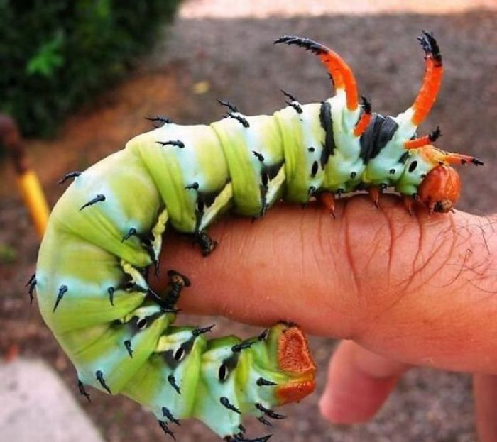 Acid Picdump (88 pics)